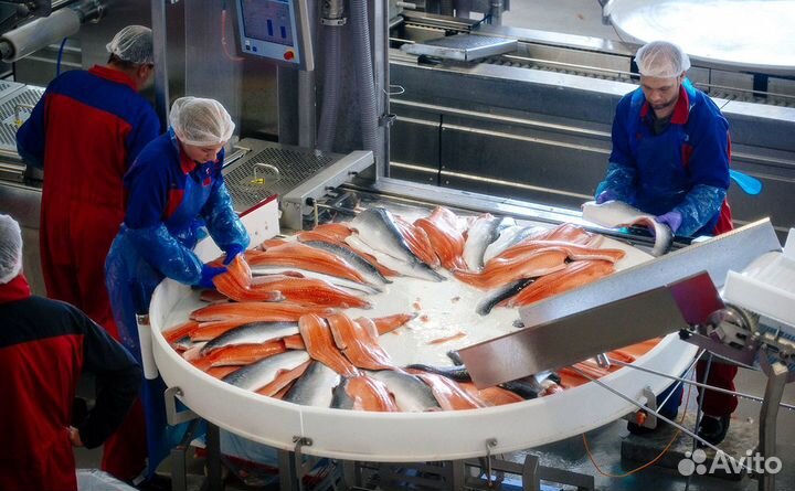 Рыбообработчик на Камчатку путина