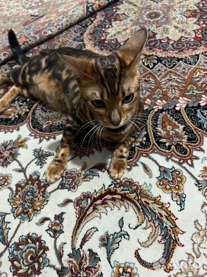 Бенгальская кошка