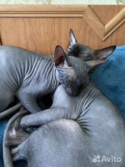 Канадский сфинкс девочка