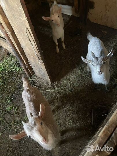 Козы и козлята продажа