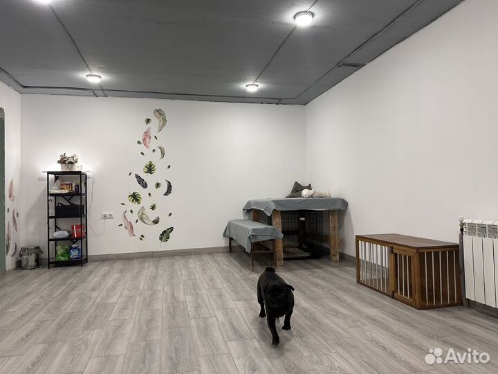 Профессиональная передержка собак