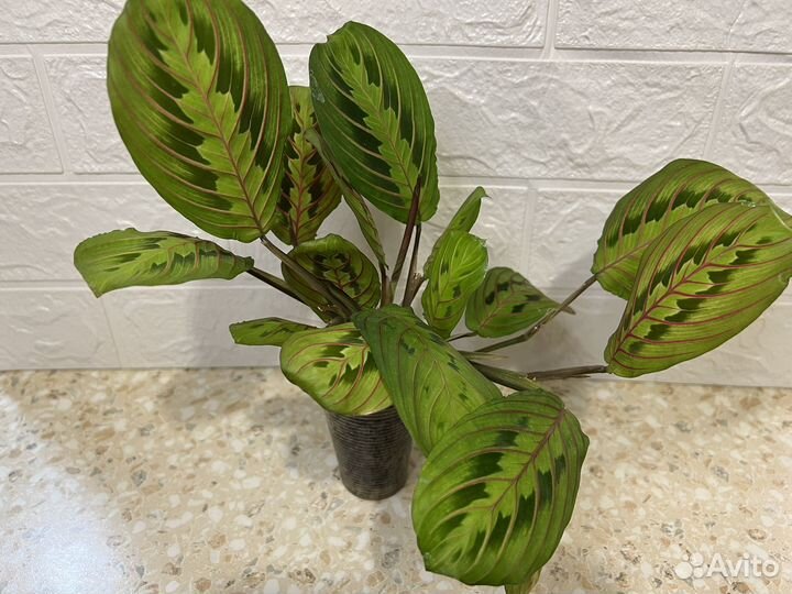 Маранта триколор