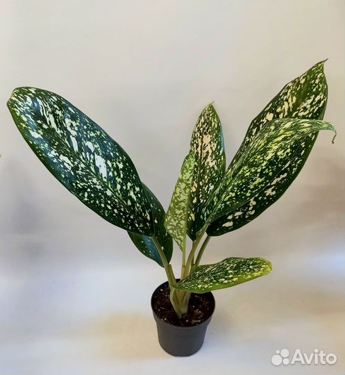 Аглаонема Тайское Королевство