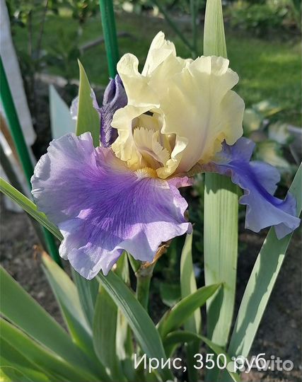 Продам многолетние растения из сада