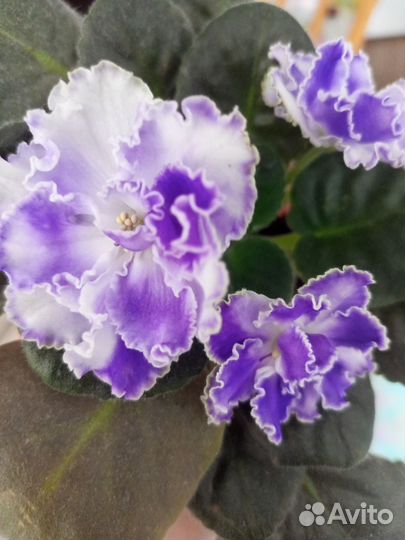 Фиалки сортовые