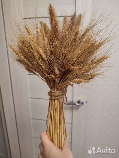 Букет из пшеницы сухоцветы