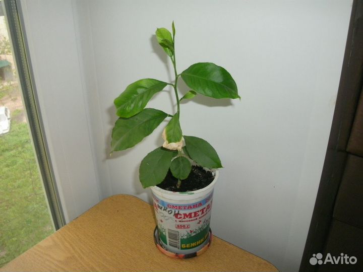 Лимон (лимонное дерево) растение в горшке