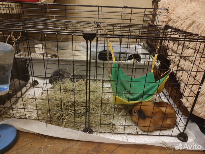 Морские свинки с просторной клеткой