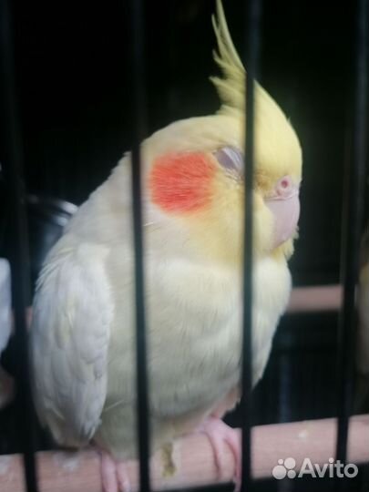 Попугай корелла девочка