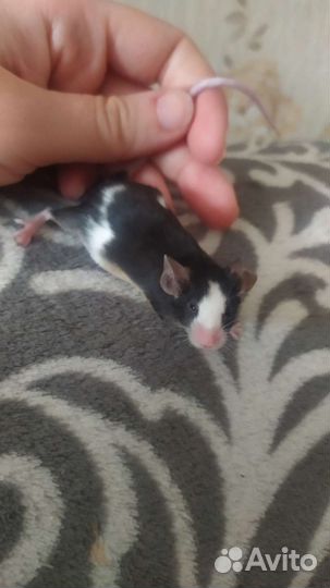 Декоративные мыши разных окрасов