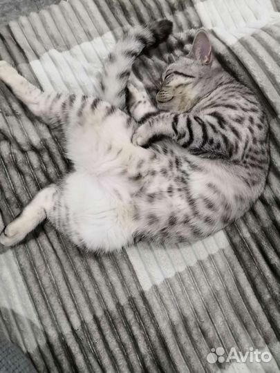 Кот на вязку (Скоттиш-страйт)