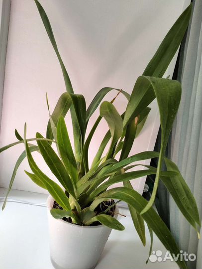 Камбрия Jungle Monarch