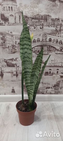 Сансевиерия щучий хвост, тещин язык
