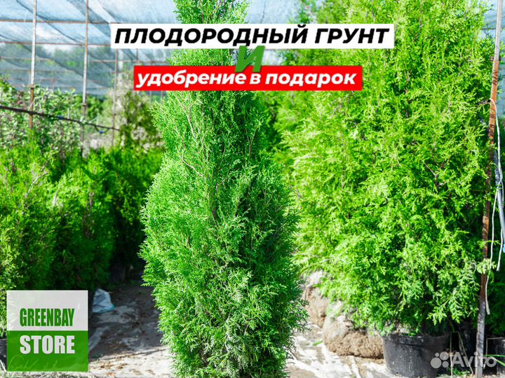 Туя колумна 1,6 м свежая копка 2023