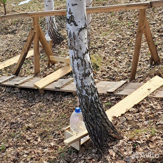 Березовый сок