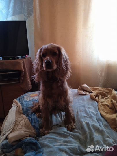 Собака в добрые руки отдам бесплатно