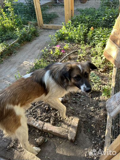 Красивый пес для дома и семьи