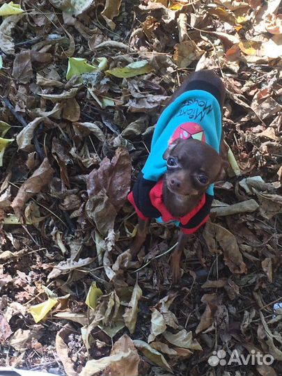 Вязка. Той терьер мини(1,1кг) Для миниатюрных дам