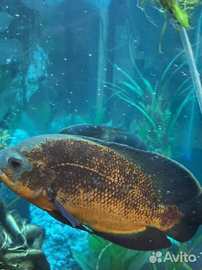 Астрононтус леопоардовый для аквариума