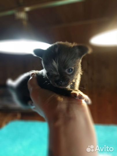 Чихуахуа.Мини мини мальчик