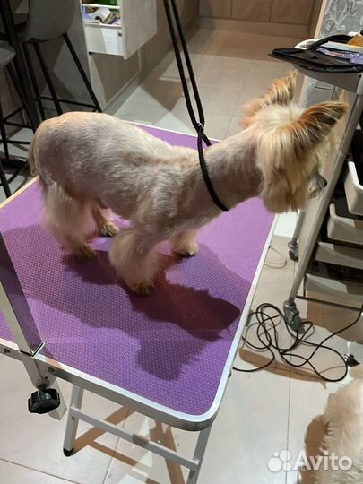 Груминг собак, стриппинг