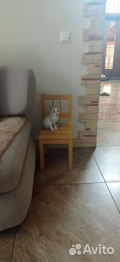 Котята в добрые руки мальчики