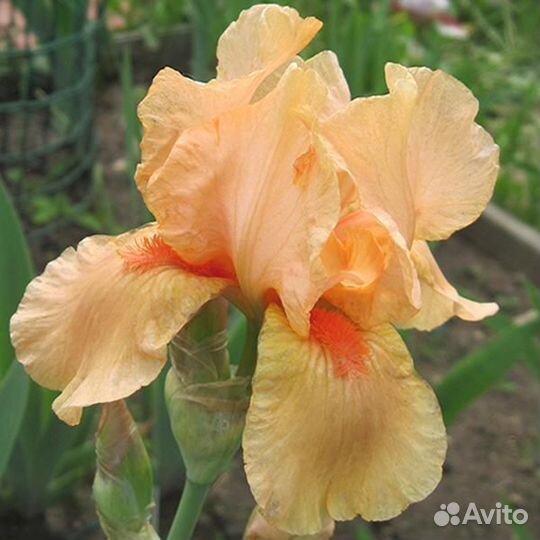 Сортовые ирисы