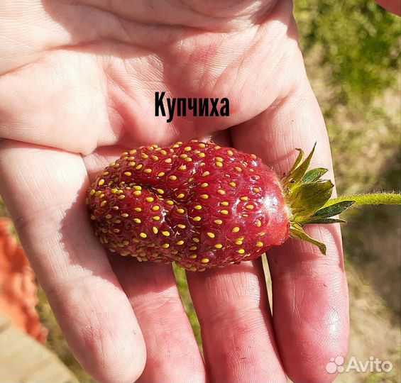 Клубника, земклуника