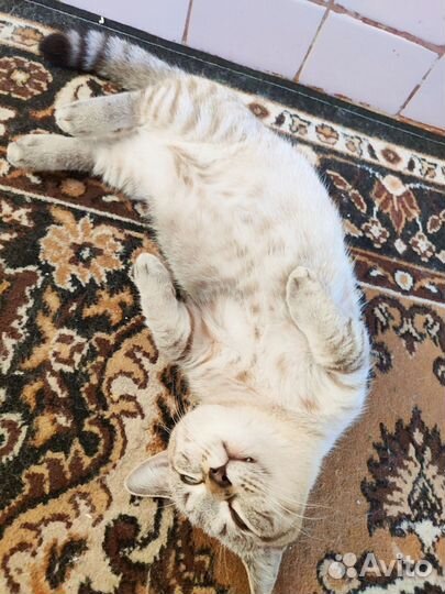 Кот на вязку