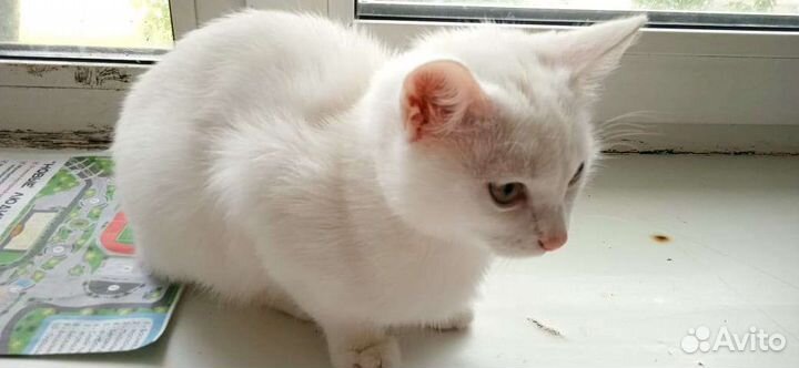 Киса в ожидании