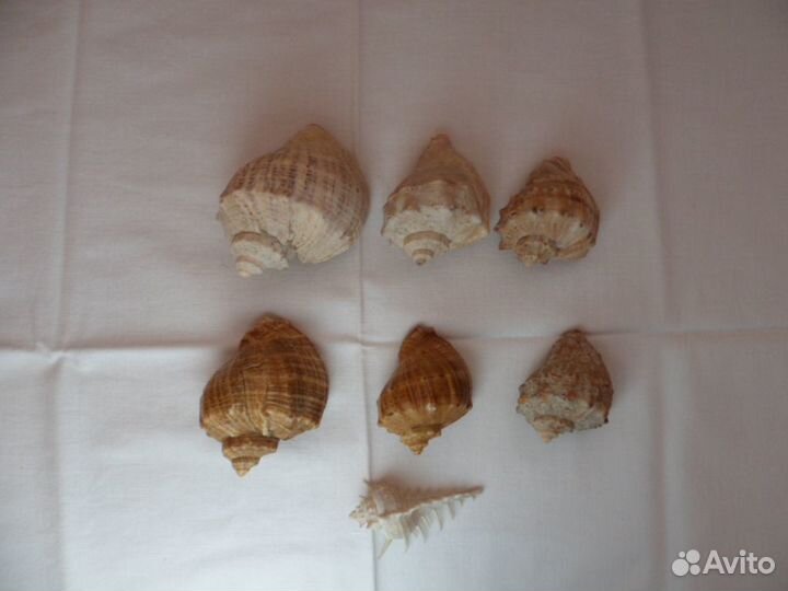 Ракушки морские