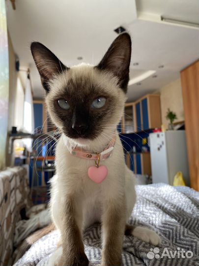 Сиамская кошечка
