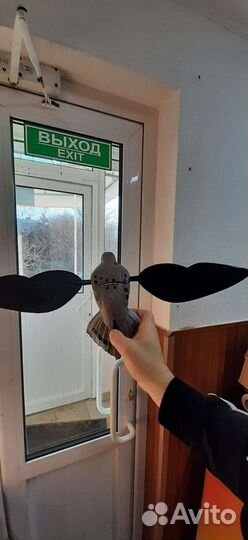 Чучело голубь