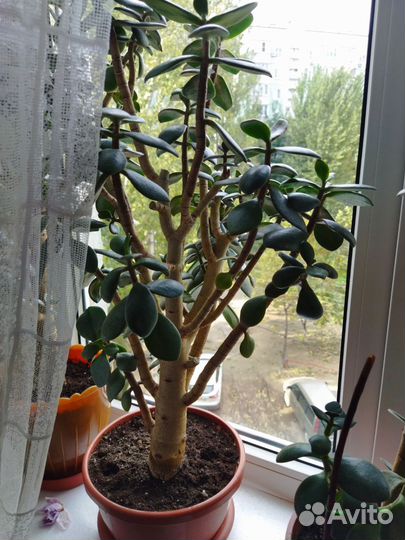 Денежное дерево красула толстянка