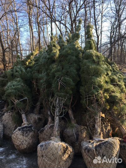 Сосна крупномер зкс
