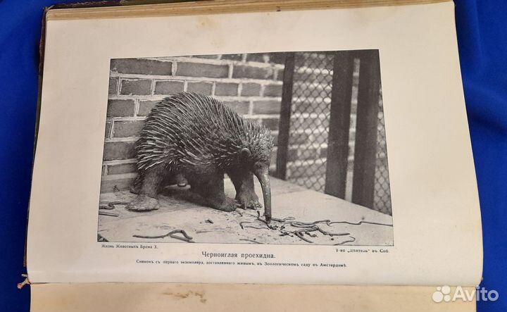 А. Брем. Жизнь животных. Млекопитающие. 1911-1915г