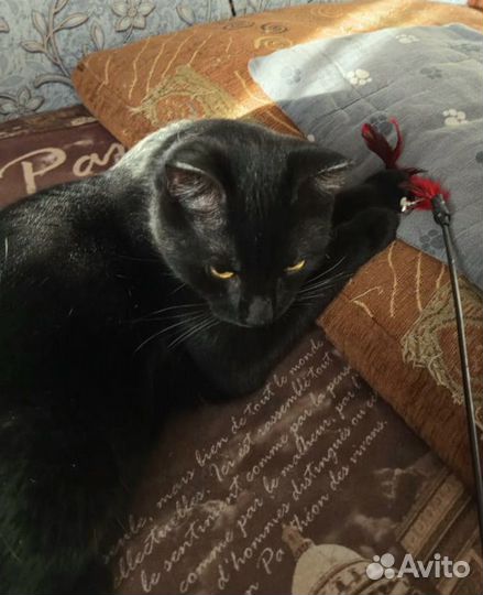 Черный Котенок подросток ищет лучших хозяев