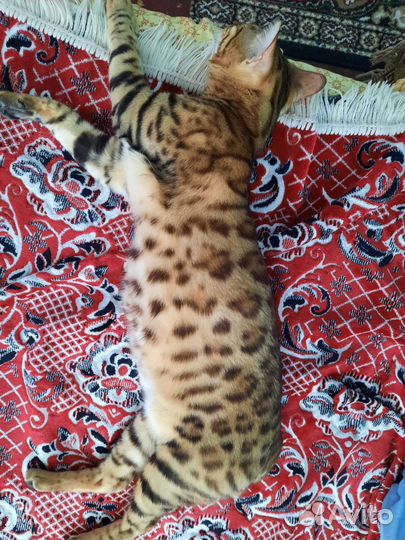 Бенгальская