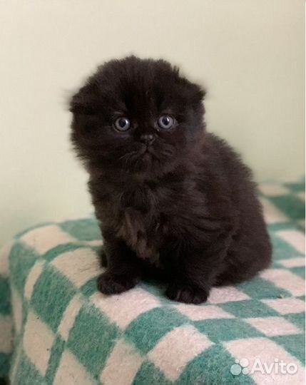 Вислоухие колобки