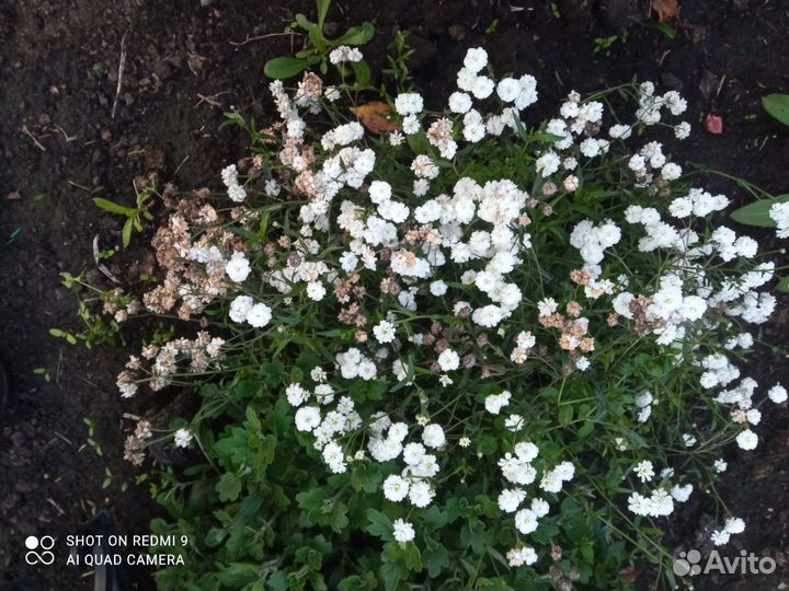 Хоста двух видов