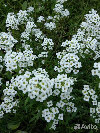 Рассада алиссум