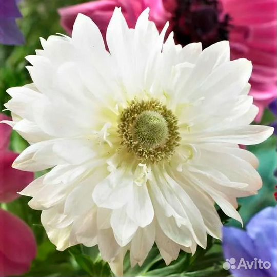 Анемоны Маунт Эверест (клубни)