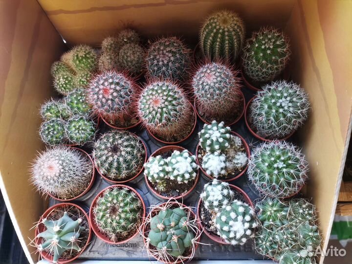 Кактусы и суккуленты