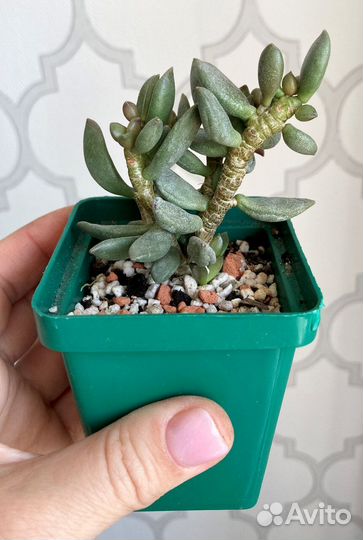 Адромисхус шулдианус Джуттэй, Делосперма шиповатая