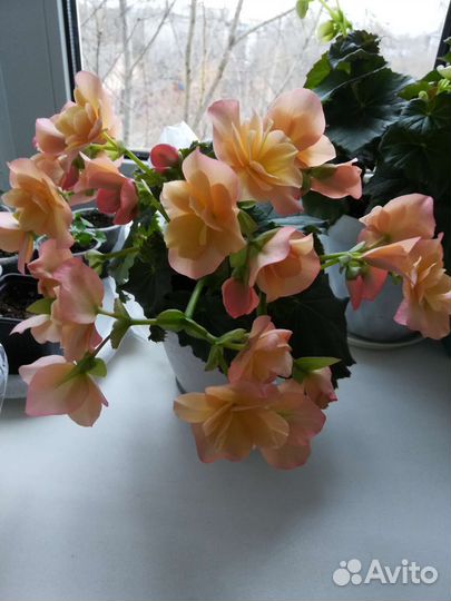 Бегония элатиор