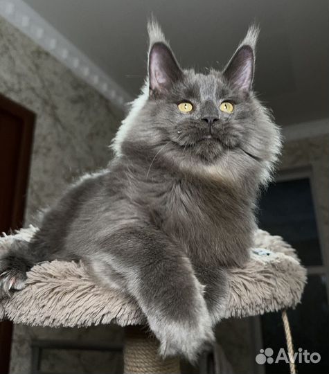 Лев