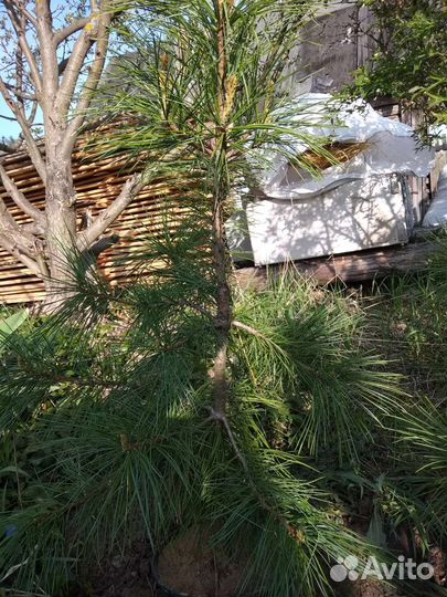 Саженец дальневосточного кедра