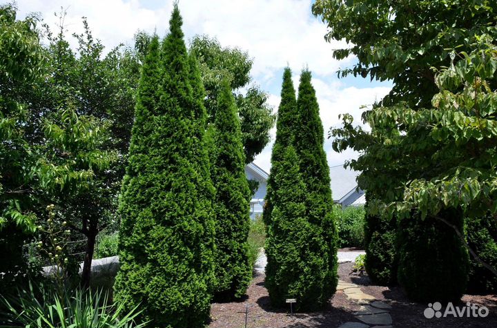 Туи вип класса