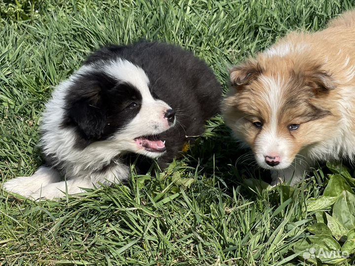 Бордер колли щенки