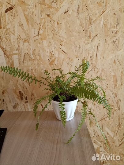 Комнатные растения